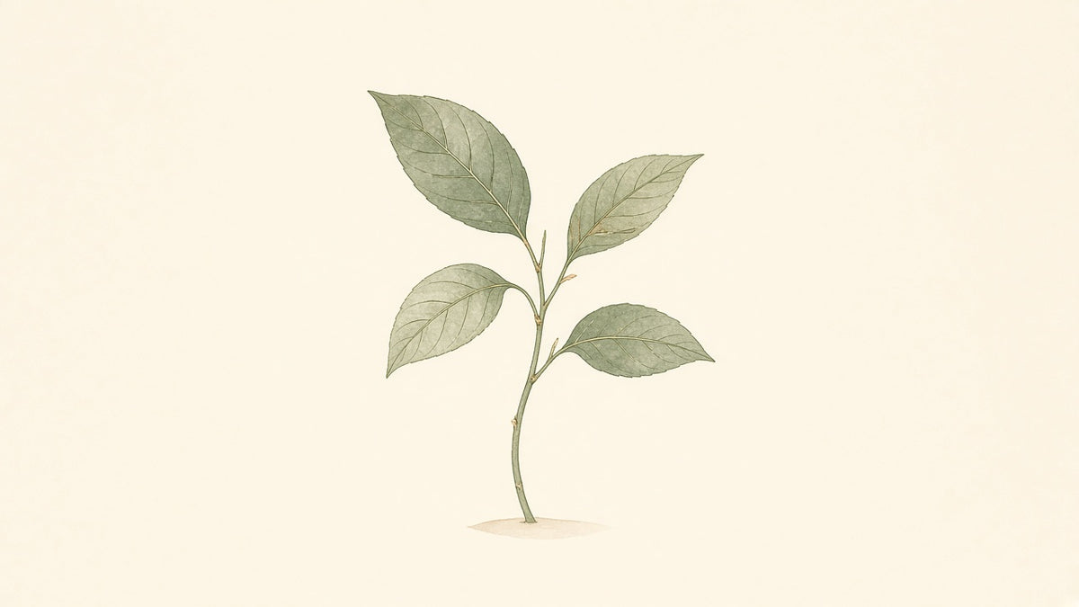 Single Stem — Botanical Desk